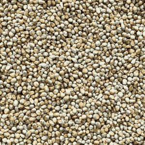 Bajra (Pearl Millet)